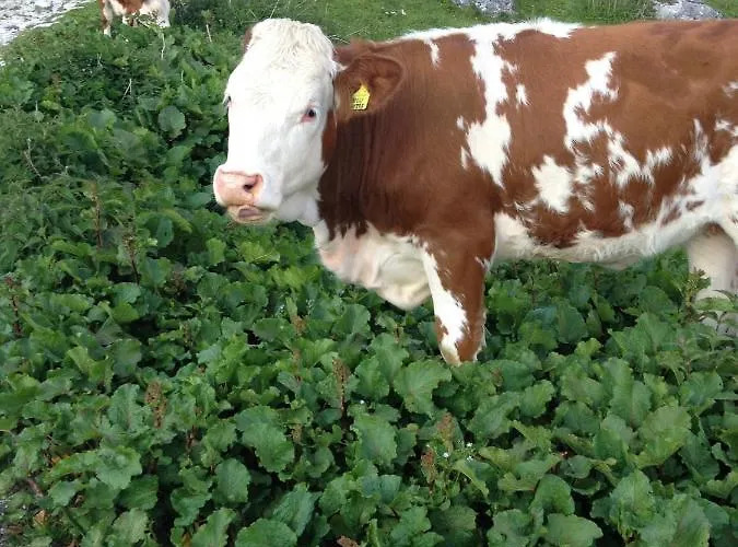 Lejlighed Miralago *